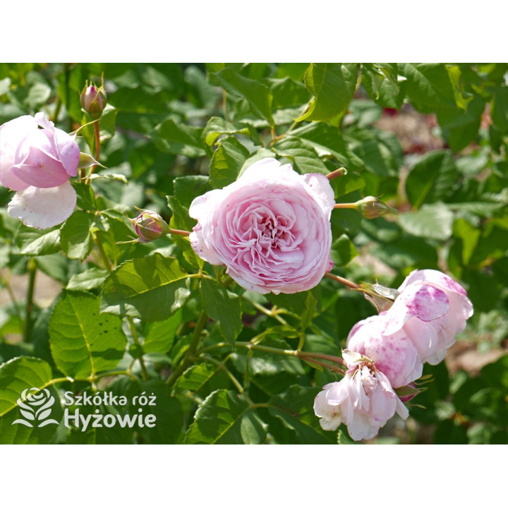 Divina® - Róże silnie pachnące -  Divina® - Róże silnie pachnące -