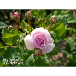 Divina® - Róże silnie pachnące -  Divina® - Róże silnie pachnące -