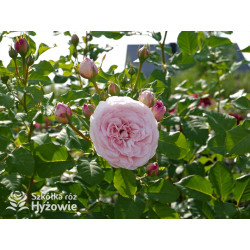 Divina® - Róże silnie pachnące -  Divina® - Róże silnie pachnące -