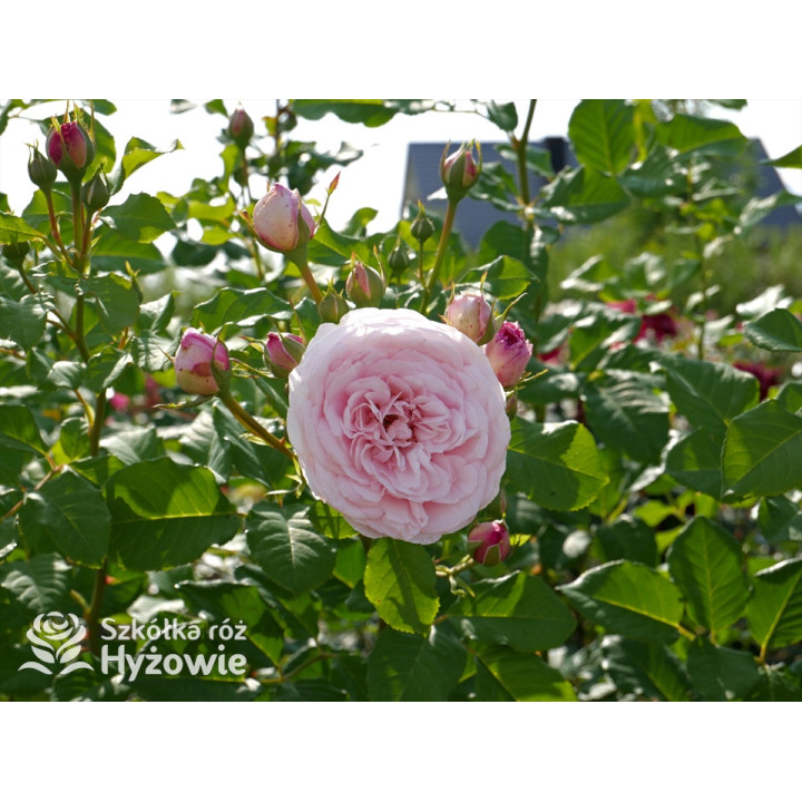 Divina® - Róże silnie pachnące -  Divina® - Róże silnie pachnące -