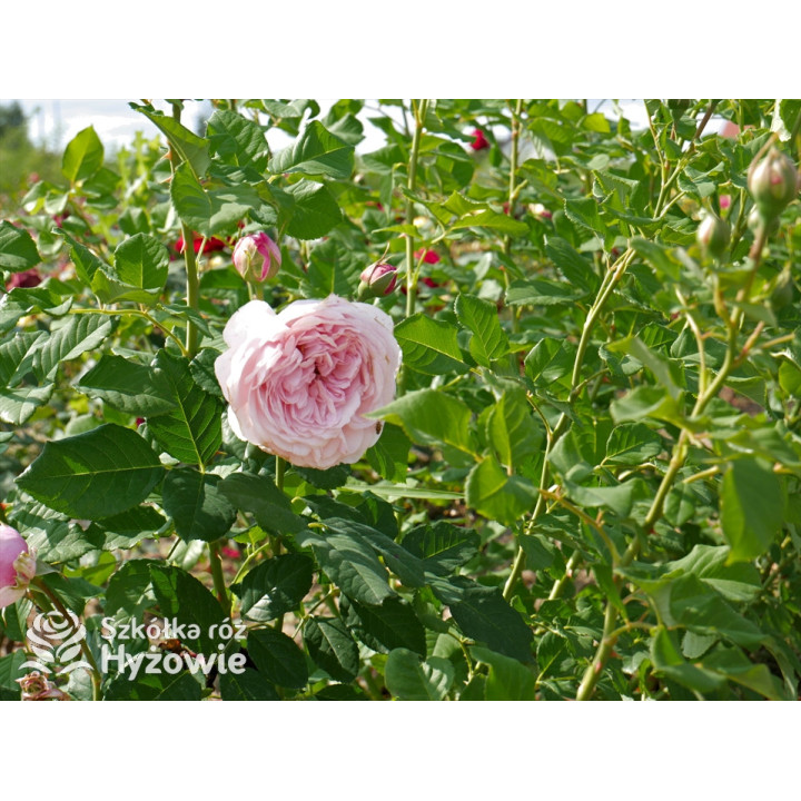 Divina® - Róże silnie pachnące -  Divina® - Róże silnie pachnące -