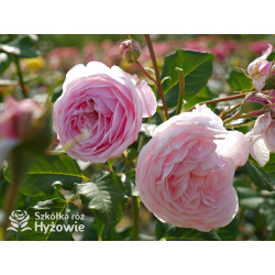 Divina® - Róże silnie pachnące -  Divina® - Róże silnie pachnące -