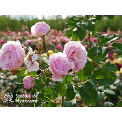 Divina® - Róże silnie pachnące -  Divina® - Róże silnie pachnące -