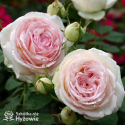 Eden Rose® / Pierre de Ronsard® - Róże Pnące -