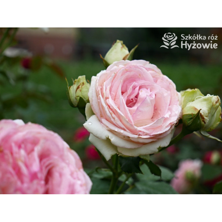 Eden Rose® / Pierre de Ronsard® - Róże Pnące -  Eden Rose® / Pierre de Ronsard® - Róże Pnące -