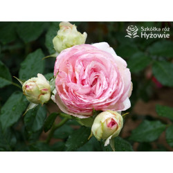 Eden Rose® / Pierre de Ronsard® - Róże Pnące -  Eden Rose® / Pierre de Ronsard® - Róże Pnące -