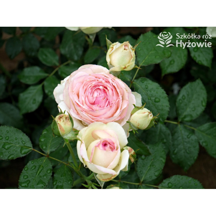 Eden Rose® / Pierre de Ronsard® - Róże Pnące -  Eden Rose® / Pierre de Ronsard® - Róże Pnące -