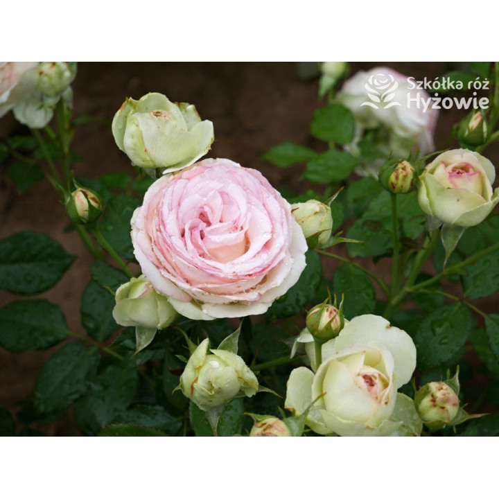 Eden Rose® / Pierre de Ronsard® - Róże Pnące -  Eden Rose® / Pierre de Ronsard® - Róże Pnące -
