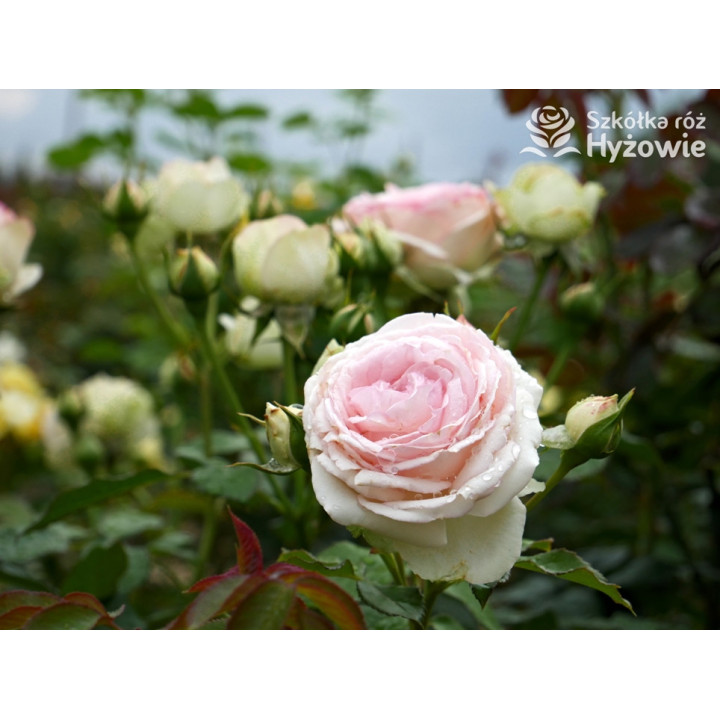 Eden Rose® / Pierre de Ronsard® - Róże Pnące -  Eden Rose® / Pierre de Ronsard® - Róże Pnące -