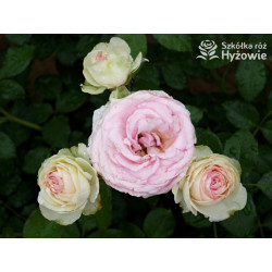 Eden Rose® / Pierre de Ronsard® - Róże Pnące -  Eden Rose® / Pierre de Ronsard® - Róże Pnące -