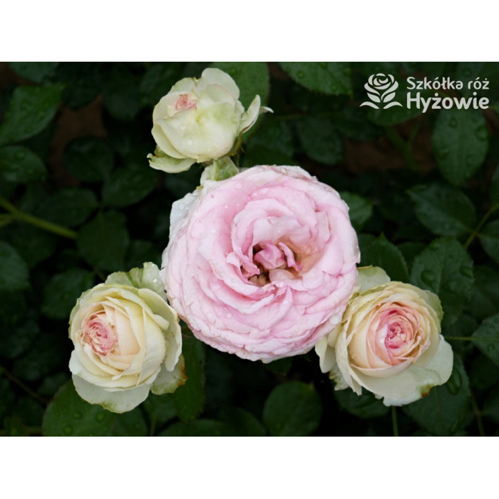 Eden Rose® / Pierre de Ronsard® - Róże Pnące -  Eden Rose® / Pierre de Ronsard® - Róże Pnące -