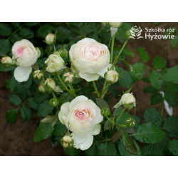 Eden Rose® / Pierre de Ronsard® - Róże Pnące -  Eden Rose® / Pierre de Ronsard® - Róże Pnące -