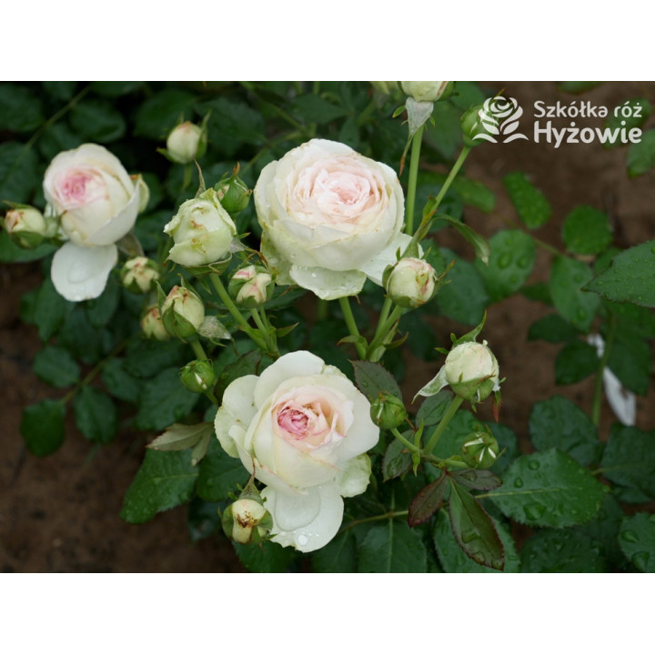 Eden Rose® / Pierre de Ronsard® - Róże Pnące -  Eden Rose® / Pierre de Ronsard® - Róże Pnące -