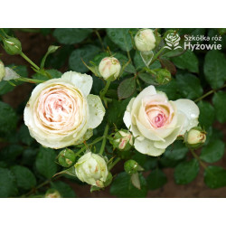 Eden Rose® / Pierre de Ronsard® - Róże Pnące -  Eden Rose® / Pierre de Ronsard® - Róże Pnące -