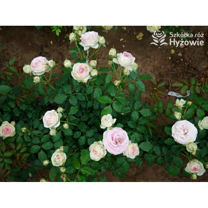 Eden Rose® / Pierre de Ronsard® - Róże Pnące -  Eden Rose® / Pierre de Ronsard® - Róże Pnące -
