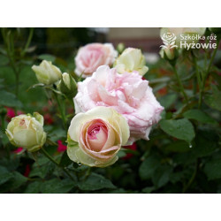 Eden Rose® / Pierre de Ronsard® - Róże Pnące -  Eden Rose® / Pierre de Ronsard® - Róże Pnące -