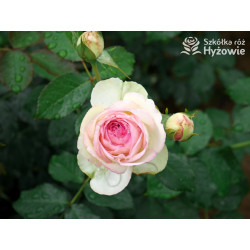 Eden Rose® / Pierre de Ronsard® - Róże Pnące -  Eden Rose® / Pierre de Ronsard® - Róże Pnące -