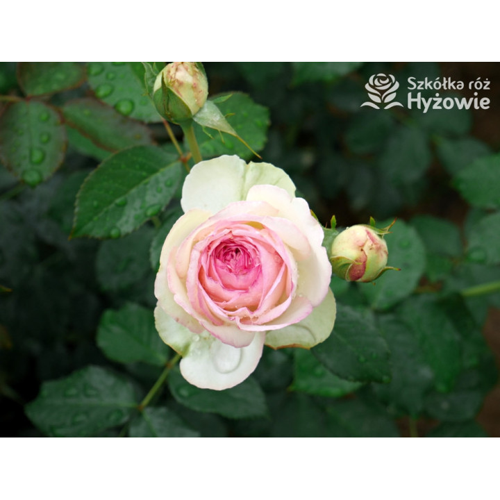 Eden Rose® / Pierre de Ronsard® - Róże Pnące -  Eden Rose® / Pierre de Ronsard® - Róże Pnące -
