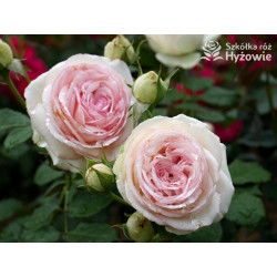 Eden Rose® / Pierre de Ronsard® - Róże Pnące -  Eden Rose® / Pierre de Ronsard® - Róże Pnące -
