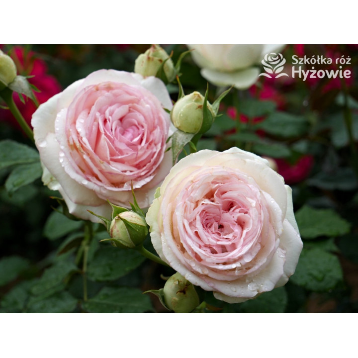 Eden Rose® / Pierre de Ronsard® - Róże Pnące -  Eden Rose® / Pierre de Ronsard® - Róże Pnące -