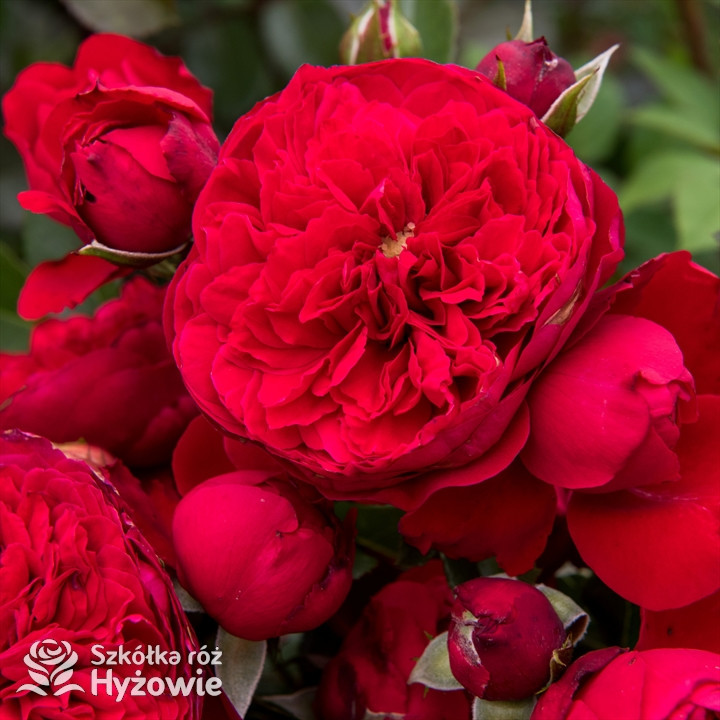 Róża pnąca Florentina® | Szkółka Róż Hyżowie | Kordes Rosen