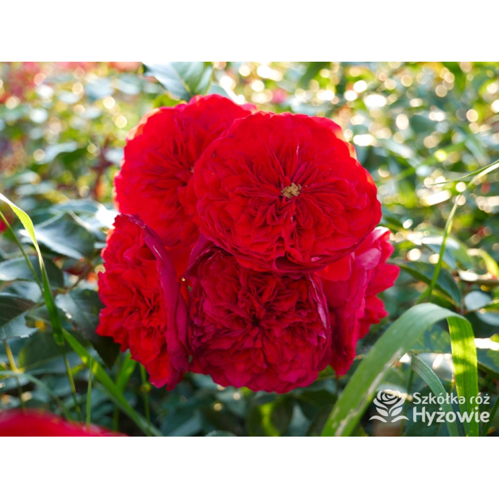 Florentina® - Róże Pnące - 