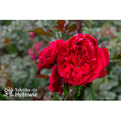 Florentina® - Róże Pnące - 