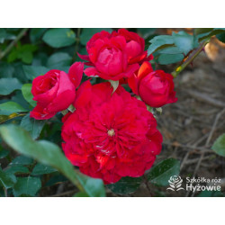 Florentina® - Róże Pnące - 