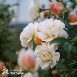 'Ghislaine De Feligonde' - Róże Pnące -