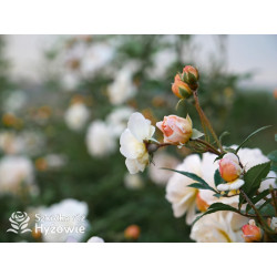 'Ghislaine De Feligonde' - Róże Pnące -  'Ghislaine De Feligonde' - Róże Pnące -