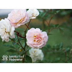 'Ghislaine De Feligonde' - Róże Pnące -  'Ghislaine De Feligonde' - Róże Pnące -