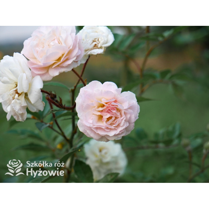 'Ghislaine De Feligonde' - Róże Pnące -  'Ghislaine De Feligonde' - Róże Pnące -