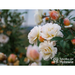 'Ghislaine De Feligonde' - Róże Pnące -  'Ghislaine De Feligonde' - Róże Pnące -