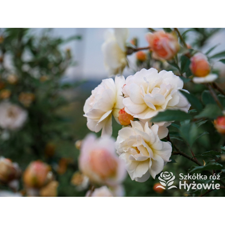 'Ghislaine De Feligonde' - Róże Pnące -  'Ghislaine De Feligonde' - Róże Pnące -