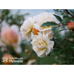 'Ghislaine De Feligonde' - Róże Pnące -  'Ghislaine De Feligonde' - Róże Pnące -