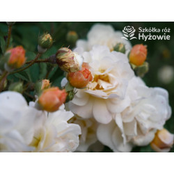 'Ghislaine De Feligonde' - Róże Pnące -  'Ghislaine De Feligonde' - Róże Pnące -