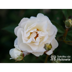 'Ghislaine De Feligonde' - Róże Pnące -  'Ghislaine De Feligonde' - Róże Pnące -