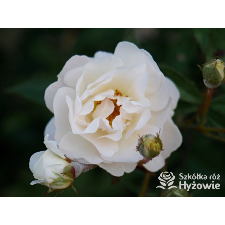 'Ghislaine De Feligonde' - Róże Pnące -  'Ghislaine De Feligonde' - Róże Pnące -