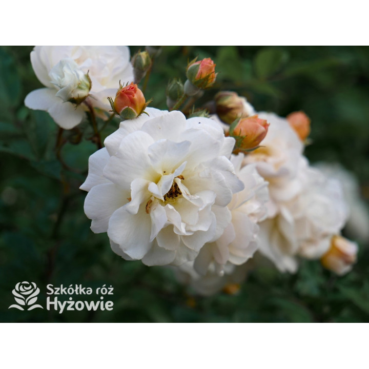 'Ghislaine De Feligonde' - Róże Pnące -  'Ghislaine De Feligonde' - Róże Pnące -