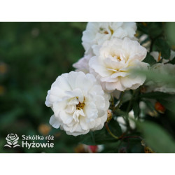 'Ghislaine De Feligonde' - Róże Pnące -  'Ghislaine De Feligonde' - Róże Pnące -