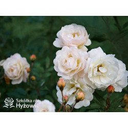 'Ghislaine De Feligonde' - Róże Pnące -  'Ghislaine De Feligonde' - Róże Pnące -