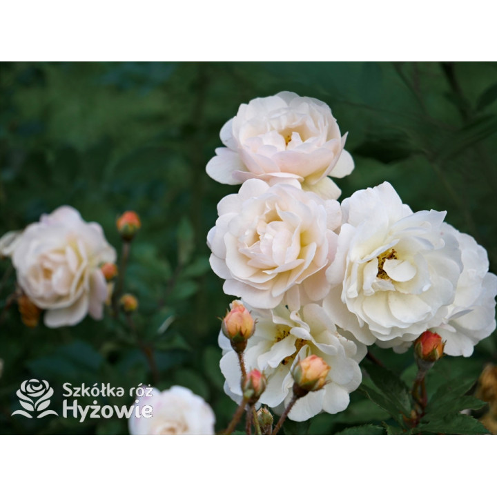 'Ghislaine De Feligonde' - Róże Pnące -  'Ghislaine De Feligonde' - Róże Pnące -