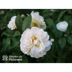 'Ghislaine De Feligonde' - Róże Pnące -  'Ghislaine De Feligonde' - Róże Pnące -