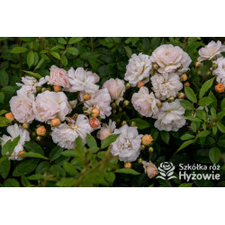 'Ghislaine De Feligonde' - Róże Pnące -  'Ghislaine De Feligonde' - Róże Pnące -