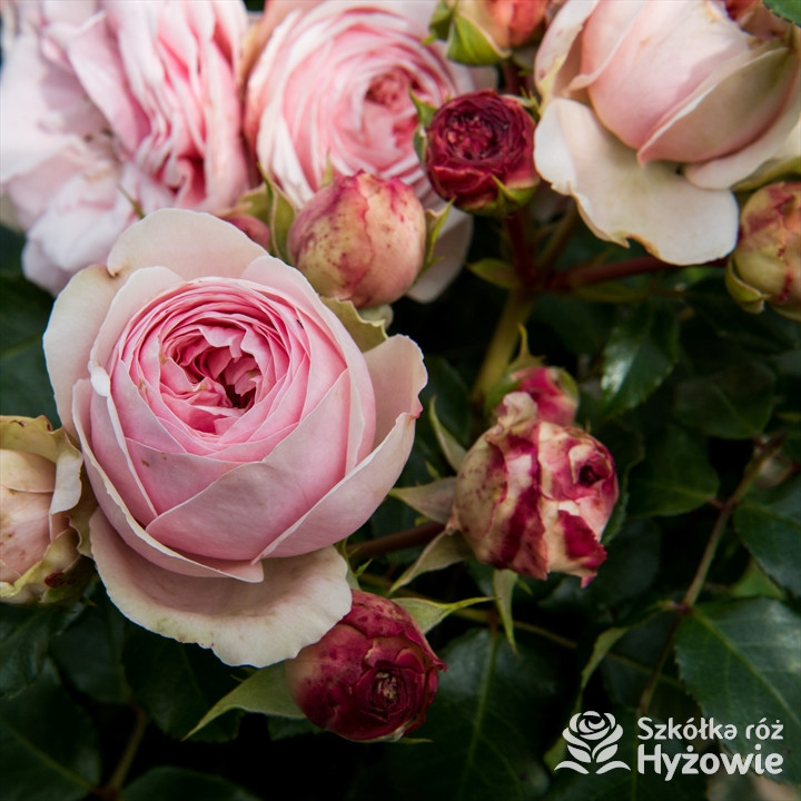 Róża pnąca Giardina® | Szkółka Róż Hyżowie  | Rosen Tantau