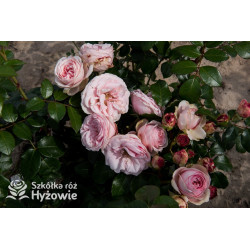 Giardina® - Róże Pnące -  Giardina® - Róże Pnące -