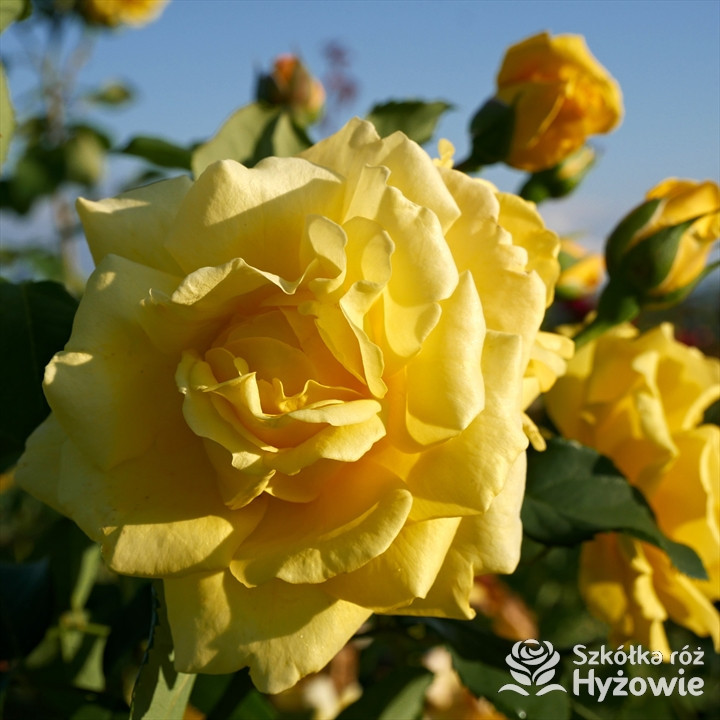 Róża pnąca Golden Gate® | Szkółka Róż Hyżowie | Kordes Rosen