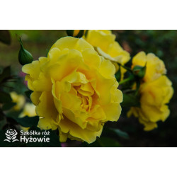 Golden Gate® - Róże Pnące - 