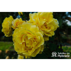 Golden Gate® - Róże Pnące - 