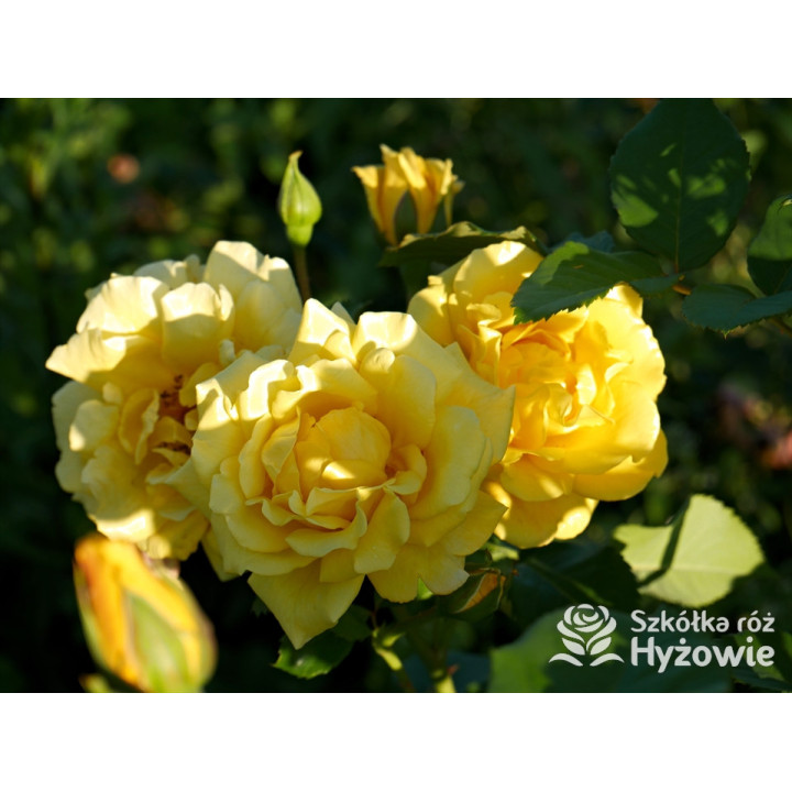 Golden Gate® - Róże Pnące - 